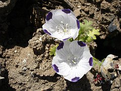 nemophila maculata